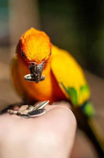 ひまわりの種を人間の手で太陽のコンチュア鳥に与える — ストック写真