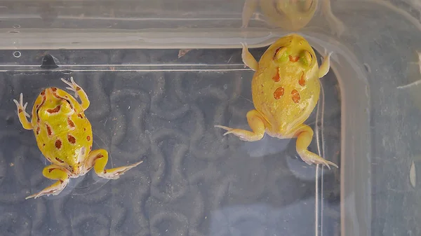 Yellow Horned Frog Swimming Exercise Water Bowl — 스톡 사진
