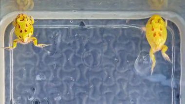 Pacman horned frog swimming exercise in the water tank.