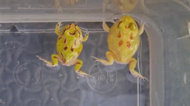 Yellow  horned frog swimming exercise in the water bowl.