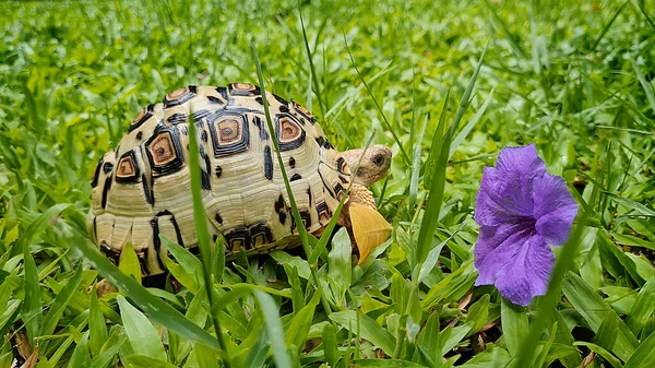 Żółw Lampart Mieszkam Ogród Fioletowy Kwiat Trawa Naturalny Egzotyczny Gad Zdjęcia Stockowe bez tantiem