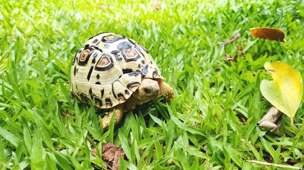 Luipaardschildpad Hebben Een Leven Tuin Reptiel Huisdier Dier Vriendelijk — Stockfoto