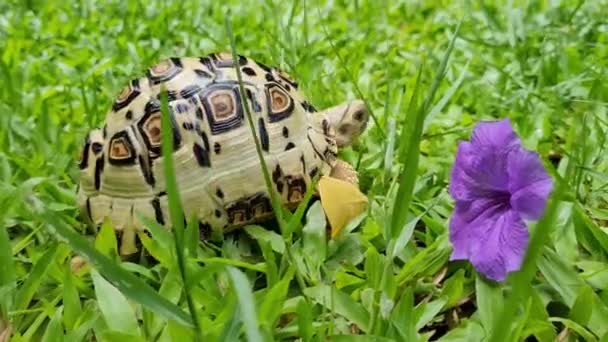 Movimento Lento Tartaruga Leopardo Jardim Com Flor Violeta Cena — Vídeo de Stock