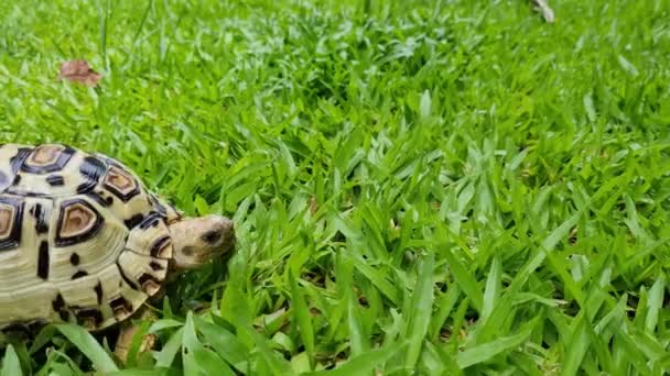 Leopar Kaplumbağası Bahçede Serbest Kamerayla Yürüyor — Stok video