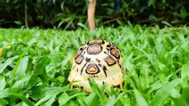 Задній Бік Леопардової Черепахи Йде Ліс — стокове відео