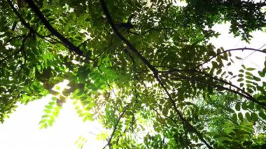 Kamera altındaki film yaprak ve ağacın arka planda gökyüzü ve parlaklığı. Doğal bahçe manzarası..