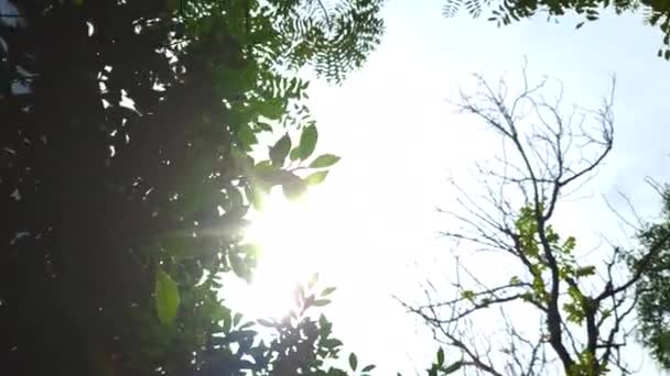 Kamera Kippt Vom Himmel Mit Baum Und Grellem Sonnenschein Naturgarten — Stockvideo