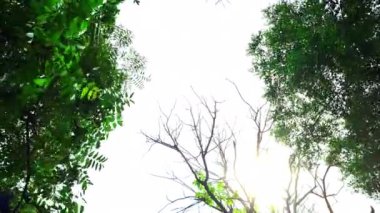 Kamera, büyük ağaçtan ve gökyüzünden çimlerin bahçesine doğru eğiliyor..