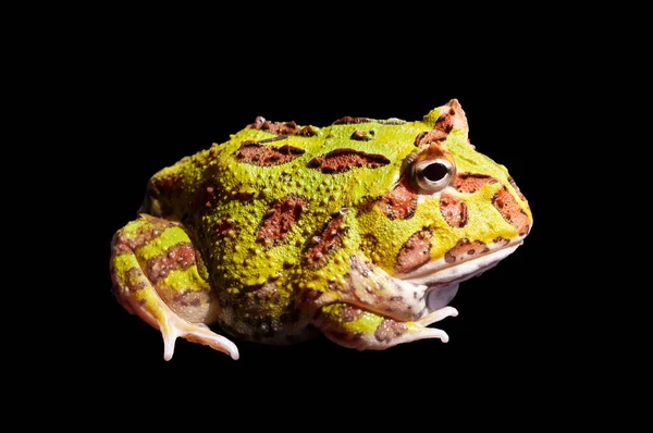Full Color Pac Man Horned Frog Side View Black Background — Stock Photo, Image