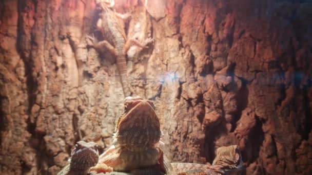 テラリウム容器の岩の上に立つひげ龍エキゾチックな家族のペット Uvb電球付きのサンバス — ストック動画