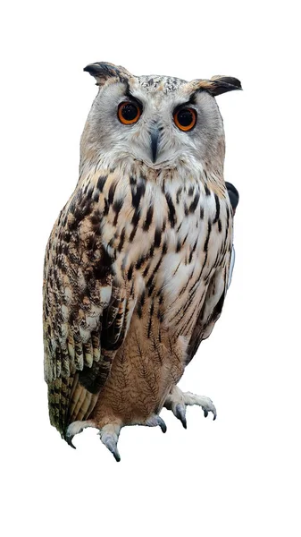 Owl Bird Have White Brown Color Standing Alpha Path Die — Stock Photo, Image