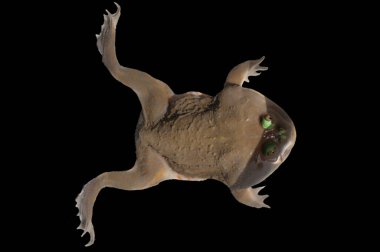 Su tankındaki bütçe kurbağasının üst görünümü alfa yolunu içerir..