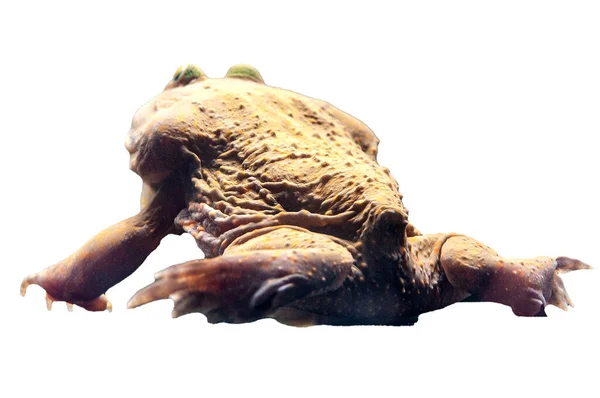 Rückseite Des Budgetierten Frosch Stempel Geschnitten Gehören Alpha Pfad — Stockfoto