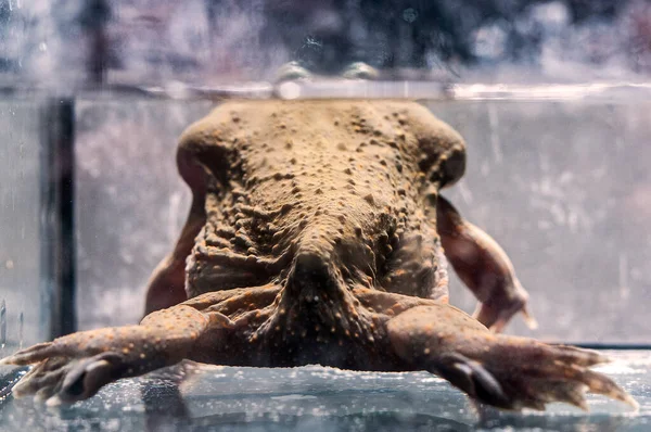 水タンクの中で水中で予算カエルの底が肌を閉じます — ストック写真