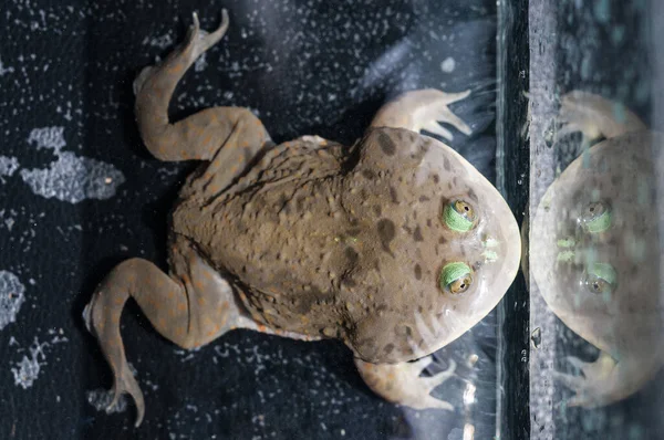 Nahaufnahme Von Budgettfrosch Wassertank Mit Echtem Licht — Stockfoto