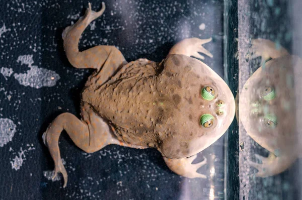 정광조 물탱크에 개구리의 — 스톡 사진