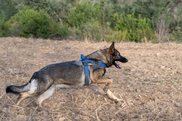 Pastor Alemán Corriendo Campo Entrenamiento Perros —  Fotos de Stock