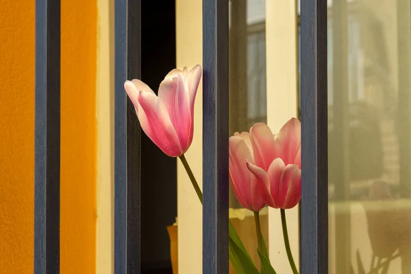 Růžové Tulipány Mřížemi Okna Domu — Stock fotografie