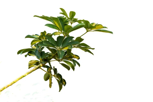 Schefflera Araliaceae 속이다 그것들은 뉴질랜드 아시아 원산지가 바나나 격리되어 — 스톡 사진
