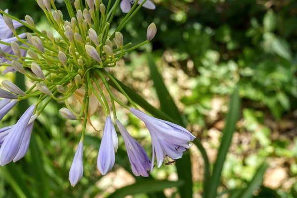 Afrikaanse Lelies Agapanthus Veel Voorkomende Naam Liefde Bloemen — Stockfoto