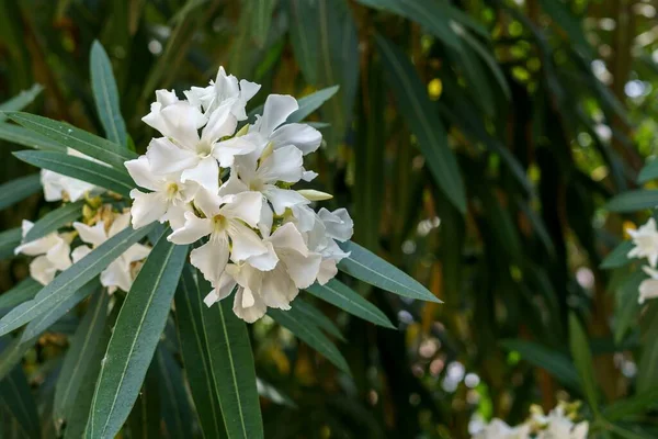 Nerium Oleander Nerium属に属する種 Apocynaceae科 オレンダー 開花月桂樹 月桂樹のバラ オレンダー トリニタリアとも呼ばれます — ストック写真