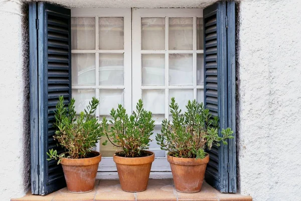 Pots Plants White Blue Window Mediterranean Village Summertime — Stock fotografie