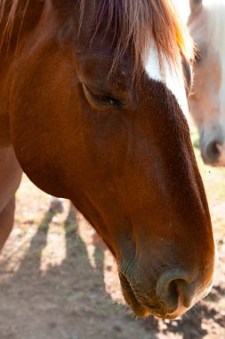 Vue rapproche du surat d 'un cheval 