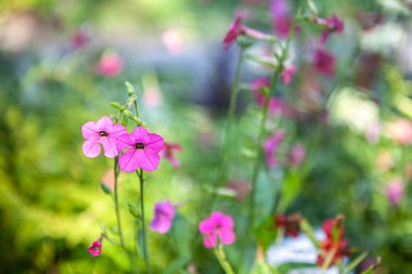 Doğadaki küçük pembe çiçekler, gün ışığında
