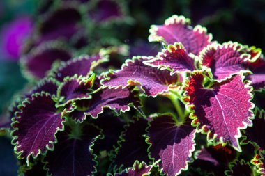 Kırmızı Coleus doğada, güneş ışığında