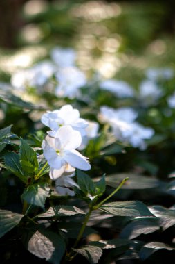 Beyaz sabırsızlar, güneş ışığında doğada