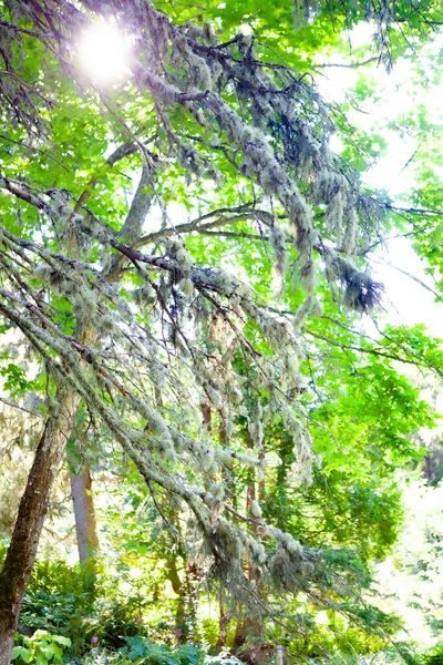 Mousse Sur Les Branches Conifere Dans Une Foret Quebecoise — Photo