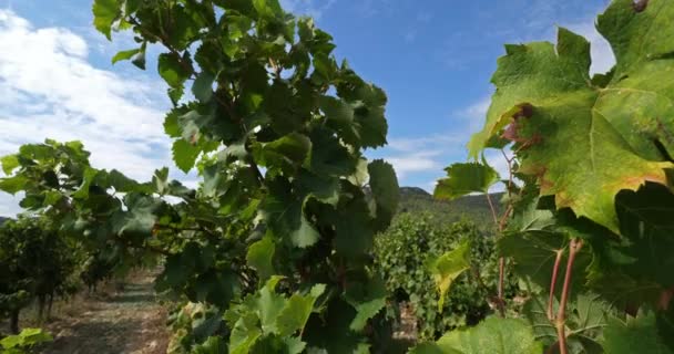 Wijngaarden Pic Saint Loup Claret Occitanie Frankrijk — Stockvideo