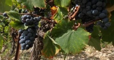 Üzüm bağları, Pic saint Loup, Claret, Occitanie, Fransa