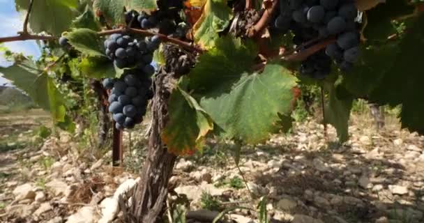 Viñedos Pic Saint Loup Claret Occitanie Francia — Vídeo de stock