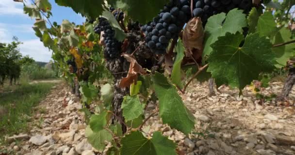 Viñedos Pic Saint Loup Claret Occitanie Francia — Vídeo de stock