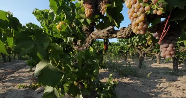 Kumda Yetişen Üzüm Bağları Aigues Mortes Gard Departmanı Occitan Fransa — Stok video