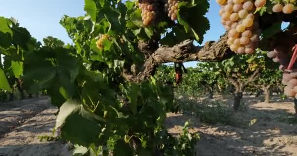 Vinice Rostoucí Písku Aigues Mortes Gard Department Occitan Francie — Stock video