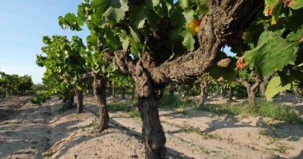 Homokban Növő Szőlőültetvények Aigues Mortes Gard Megye Occitan Franciaország — Stock videók