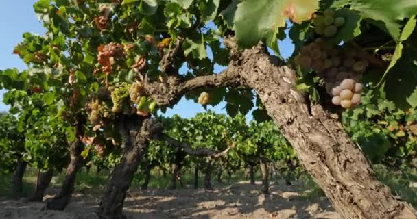 Vinhedos Que Crescem Areia Aigues Mortes Departamento Gard Occitan França — Vídeo de Stock