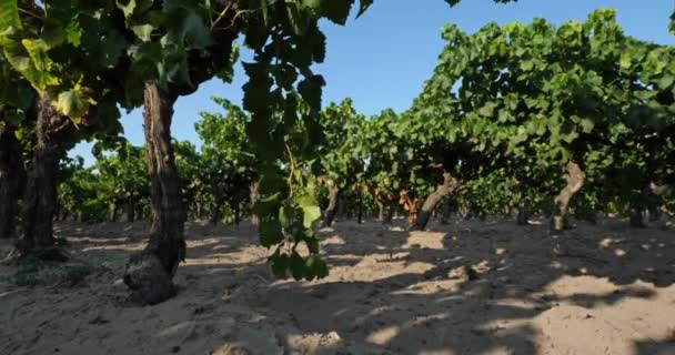 Vinhedos Que Crescem Areia Aigues Mortes Departamento Gard Occitan França — Vídeo de Stock