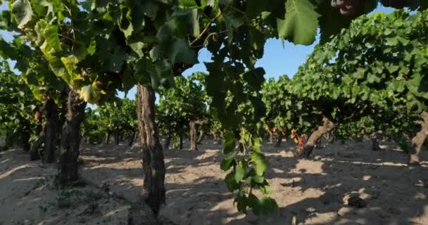 Vinice Rostoucí Písku Aigues Mortes Gard Department Occitan Francie — Stock video
