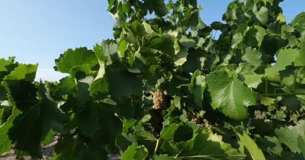 Kebun Anggur Tumbuh Pasir Aigues Mortes Departemen Gard Occitan Perancis — Stok Video