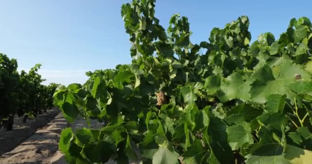 砂の中で成長するブドウ畑 フランス オシタンの警備部門Aigues Mortes Gard — ストック動画