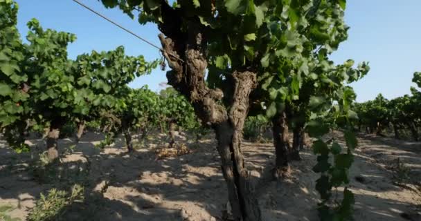 Vinhedos Que Crescem Areia Aigues Mortes Departamento Gard Occitan França — Vídeo de Stock