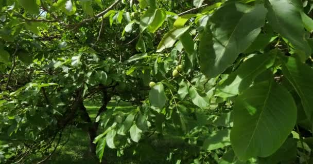 Ореховые Деревья Коммон Дордонь Франция — стоковое видео