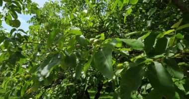 Ceviz ağaçları, Dordogne, Fransa