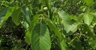 Ceviz ağaçları, Dordogne, Fransa