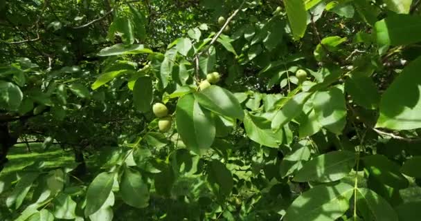 Ořechy Dordogne Francie — Stock video