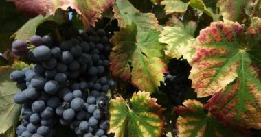 Üzüm bağları, Pic saint Loup, Claret, Occitanie, Fransa