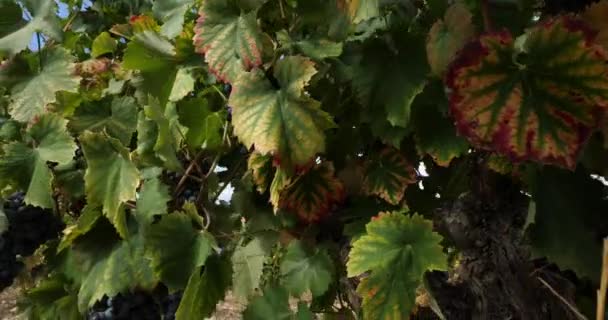 Winnice Pic Saint Loup Claret Occitanie Francja — Wideo stockowe
